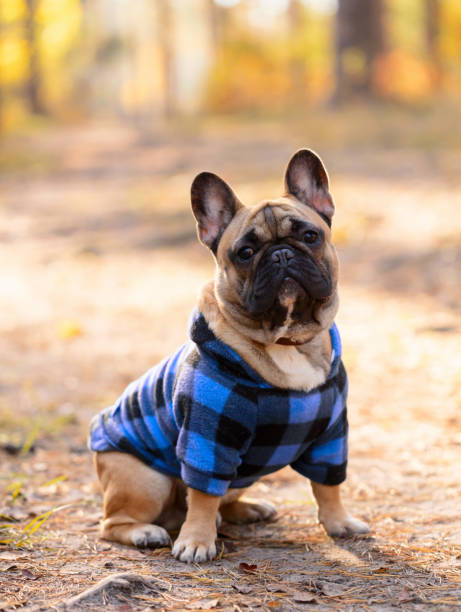 istock French Bulldog puppy in a blue coat. 2179670434