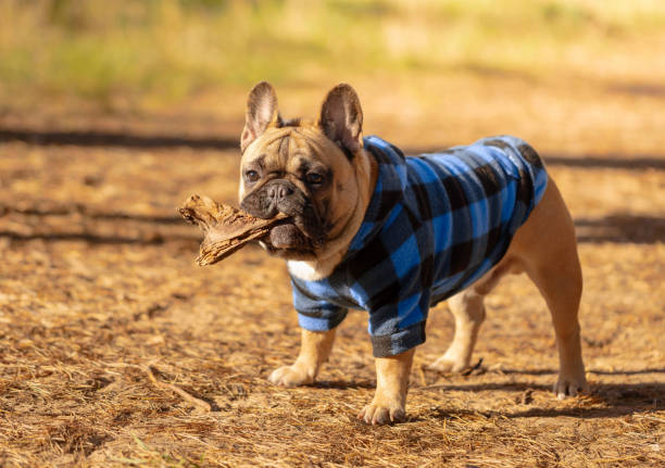 istock French Bulldog puppy in a blue coat. 2179670435