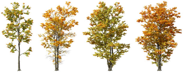 istock Cutout seasonal colours autumn trees shapes on white backgrounds 3d render 2179670853