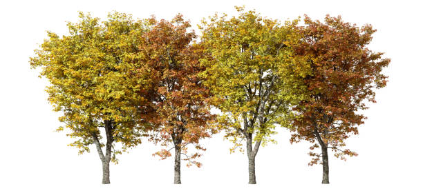 istock Autumnal forest trees yellow and orange row landscape cutout backgrounds 3d render 2179670854