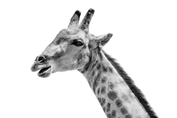 Head of giraffe against out of focus green tree leaf background