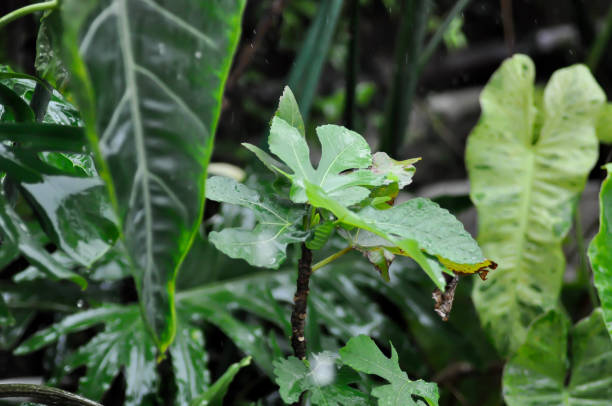 Ficus carica, fig or common fig plant or fig leaf and rain droplet in raining day