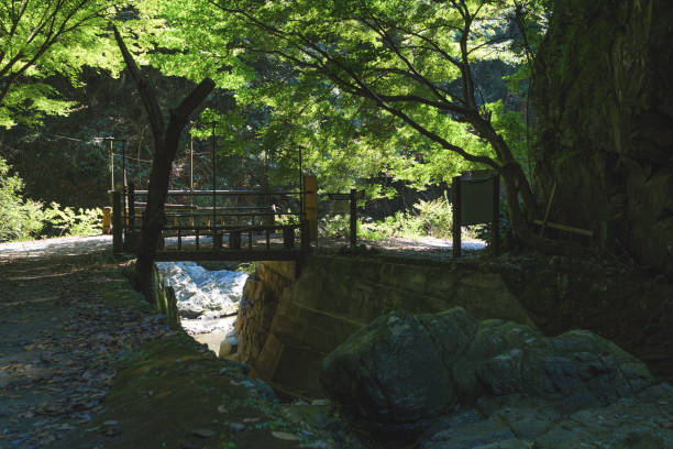 istock waterfall in lush green forest 2179683007