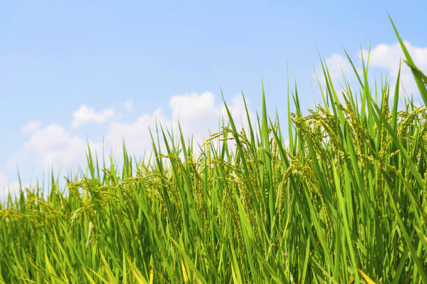 istock Ears of rice and blue sky 2179683246