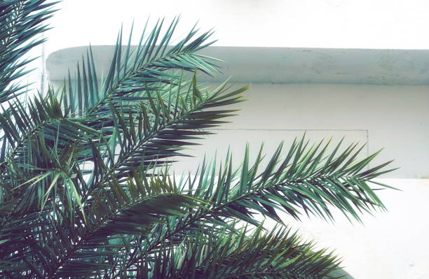 istock Plant Green Leaves Horizontal Closeup White Background Nature Beautiful 2179688720