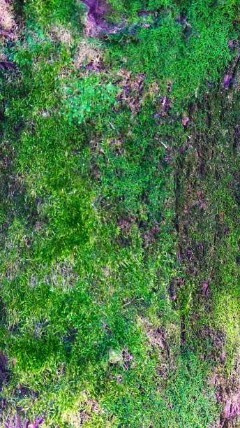 istock Moss Green Detailed Close-Up Vertical Nature Texture Organic Natural 2179688768