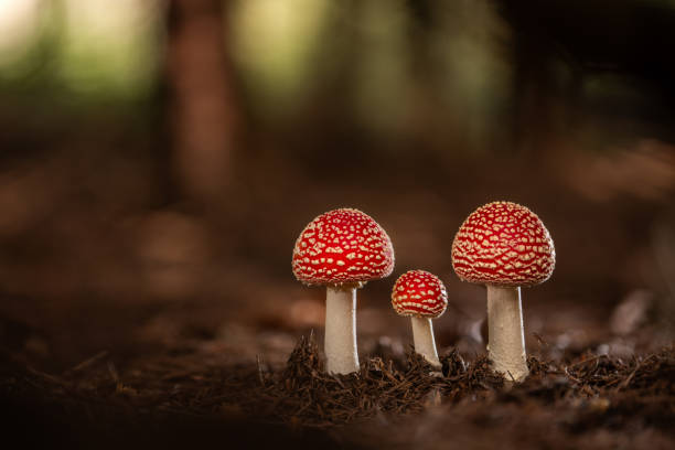 three beautiful red fly agaric mushrooms in european coniferous forest in autumn, shallow focus on toadstools