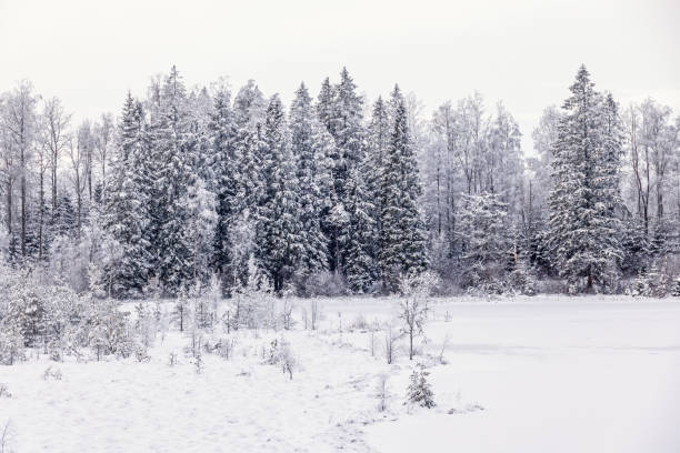 istock Forest lake with snow and hoarfrost a cold winter day 2179696264