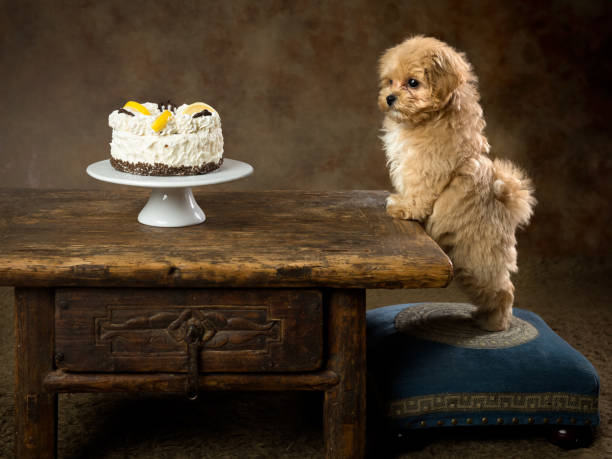 istock Cute maltipoo puppy watching birthday cake 2179696416