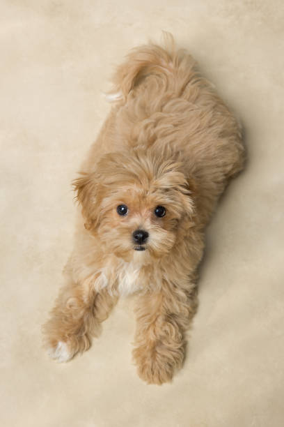 istock Cute maltipoo puppy looking upwards 2179696922