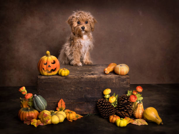 istock Halloween puppy on old chest 2179696933