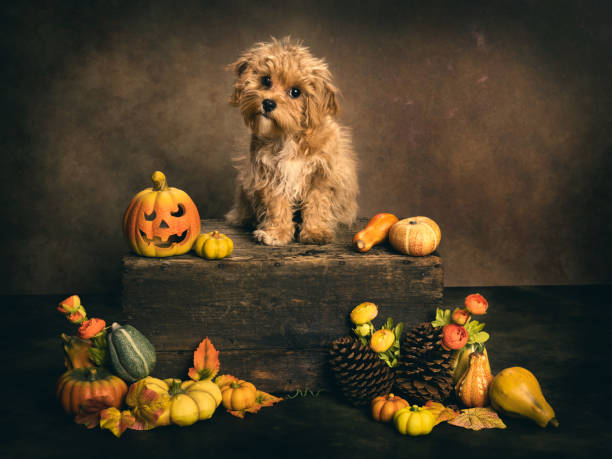 istock Halloween puppy sitting on old chest 2179696945