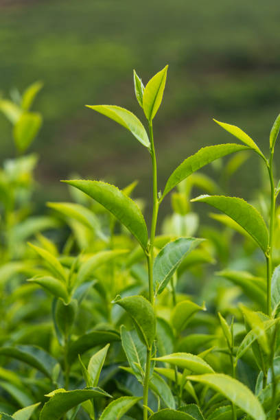 istock Green tea tree leaves field in Munnar, Kerala 2179697091
