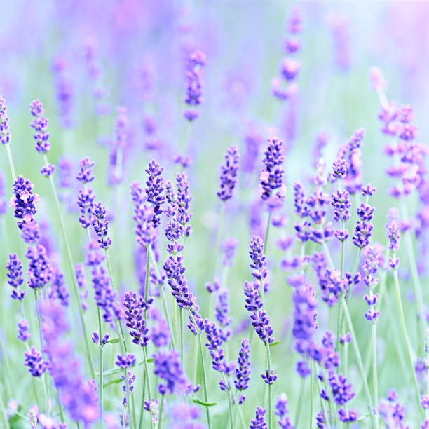 istock Nature background with spring flowers. Selective and soft focus. Close up. 2179697151