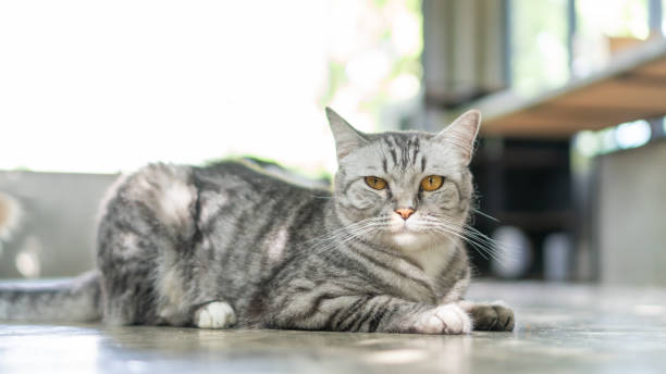 istock Gray striped cat sitting in the room. 2179698827