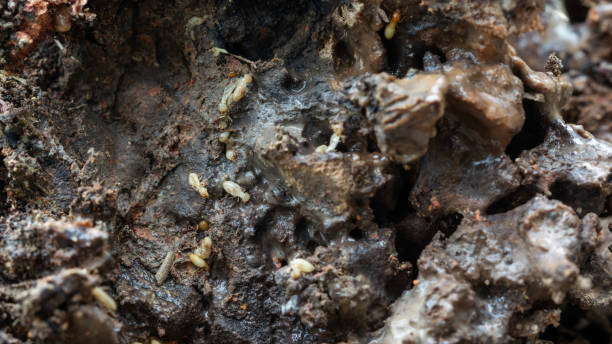 istock Close up of termites live in a tree. 2179698848