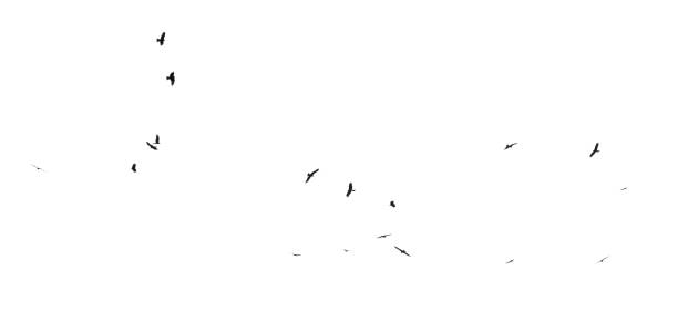 istock A flock of birds in flight isolated on a white background 2179701421