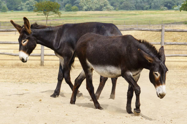 istock portrait of two brown catalan donkeys 2179701453
