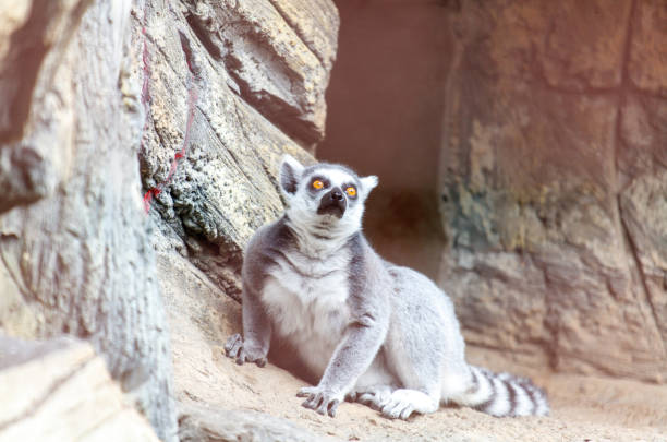 Madagascar lemur sits in a relaxed position and basks in the sun in the zoo close-up