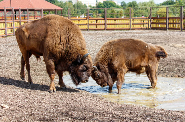istock Two bisons are fighting in the park 2179701603