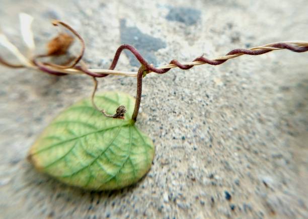 japanese morning glory dry flower and seeds