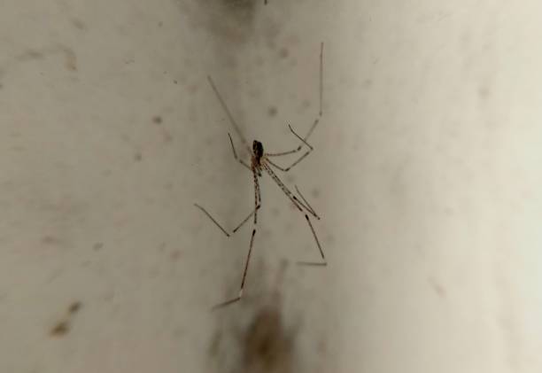 istock large legs spider macro closeup view 2179703720