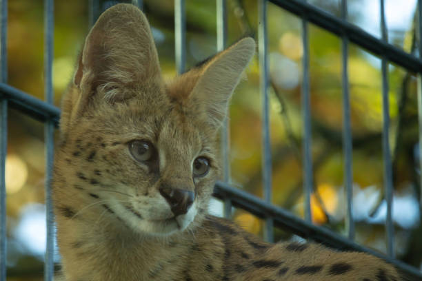 Savannah cat. Beautiful spotted and striped gold colored Serval Savannah kitten