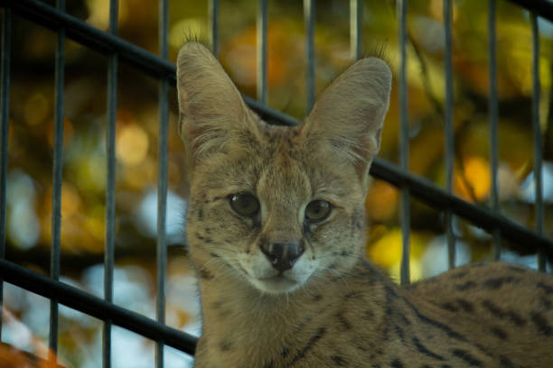 Savannah cat. Beautiful spotted and striped gold colored Serval Savannah kitten