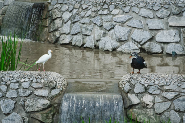 White egret bird and a white winged duck at a man-made pond with green grass in an aviary.
