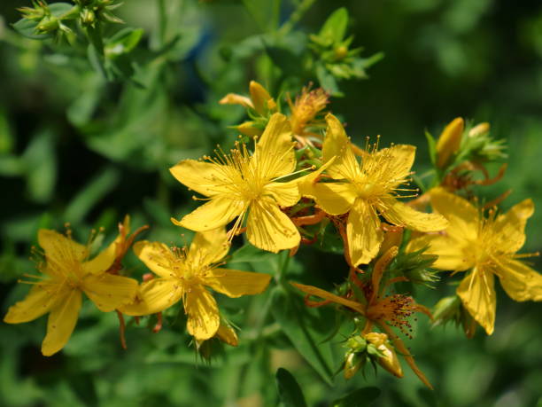 istock Hypericum perforatum | Saint John's Wort flowers in bloom 2179707979