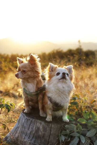 two adorable Chihuahuas sitting on a tree stump in a scenic outdoor setting, bathed in warm golden sunlight. The dogs, dressed in matching harnesses, are gazing into the distance, capturing a moment of companionship and tranquility in nature. The soft, glowing light and natural surroundings evoke a sense of peace and adventure, perfect for content related to pets, animal companionship, outdoor activities, or lifestyle themes. This image is ideal for use in marketing campaigns, blogs, and social media posts that focus on the joy of pet ownership, outdoor exploration, or heartfelt moments
