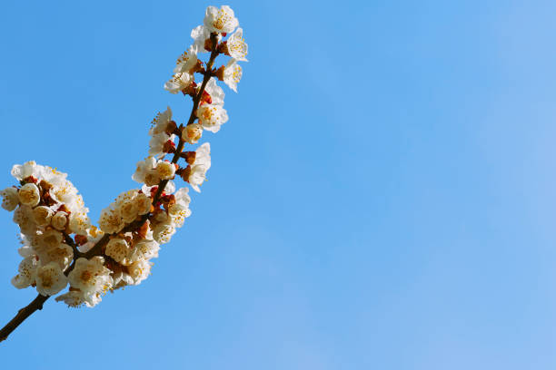 the seed bearing part of a plant, consisting of reproductive organs stamens and carpels