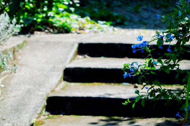 Stairs and autumn flowers.
