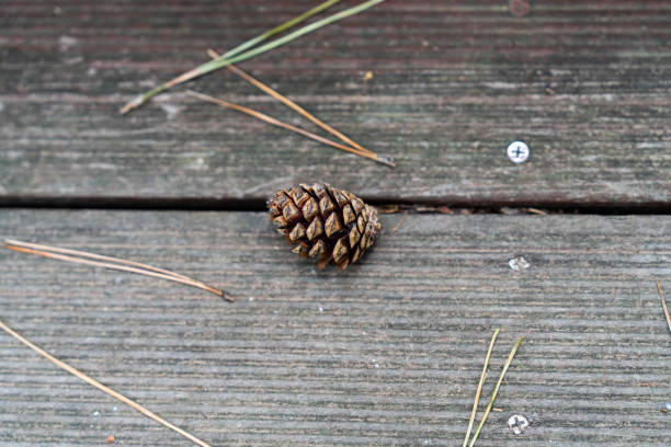 Dried brown fallen pine cone resting on rustic wood showcasing a natural decay process in autumn close up. Organic and rustic composition