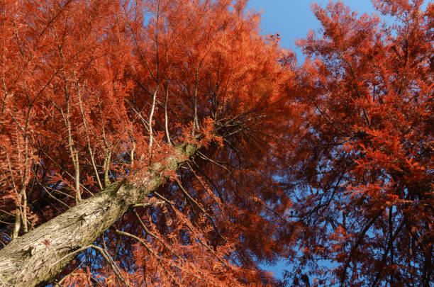 Water fir in autumn and winter