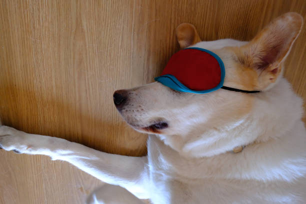 white cuty dog as family best friend