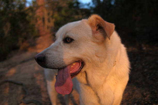 White labrador dog running in the garden