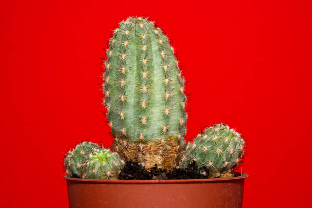 istock Cactus in pot with a red background 2179722274