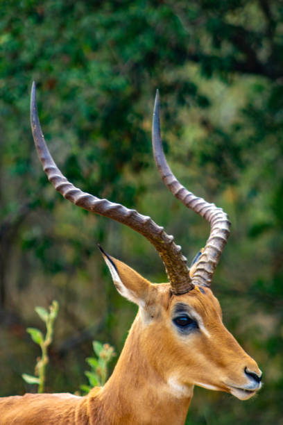 istock Elegant Impala Antelope in the Wild 2179722946