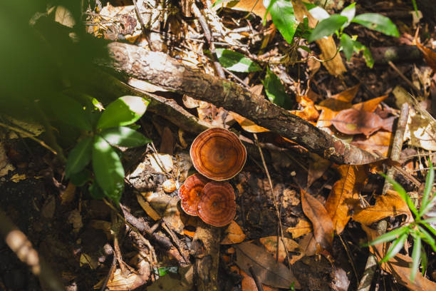 Top view of beautiful red turkey tail mushroom in forest