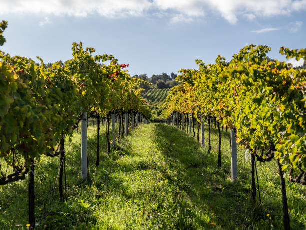 istock Ruby Vineyards: The Row of Red Grapes 2179725599