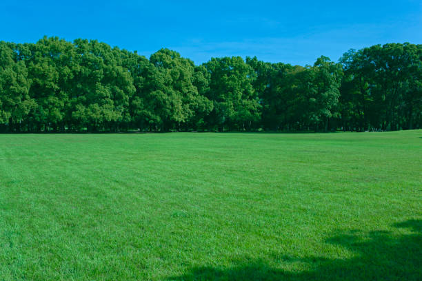 istock Green Park lawn 2179726223