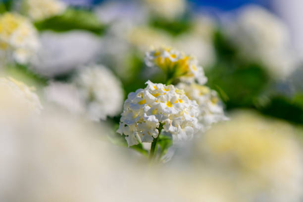 A field of soft white blossoms thrives under the bright sun, creating a peaceful atmosphere filled with the scents of spring and the gentle buzz of nature.