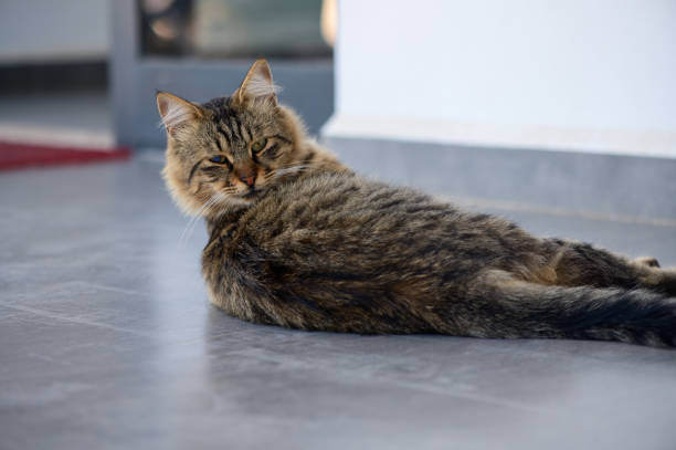 Beautiful relaxed tabby cat showing you his claws and staring into your eyes.