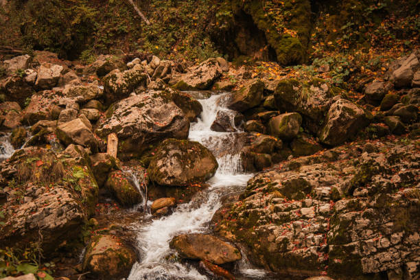 A tranquil autumn stream cascading over moss-covered rocks in a lush forest setting, capturing the beauty of nature's changing seasons with vibrant fall foliage and calming water flow.