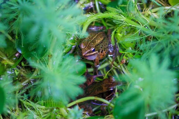 istock Close-up of an Olive frog (Nidirana adenopleura) calling in a pond. 2179731812