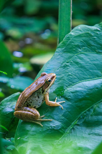 istock A Olive frog(Nidirana adenopleura) on a green leaf in a pond. 2179731874