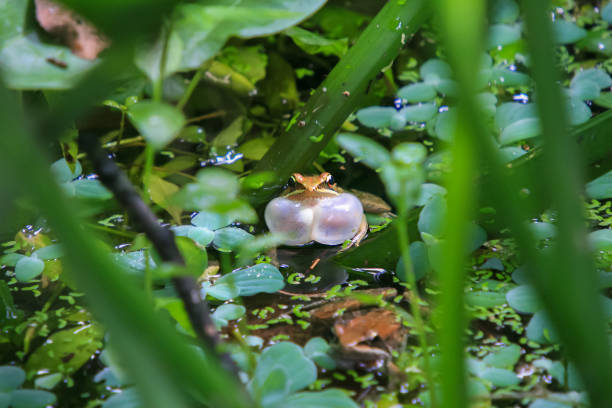 An olive frog (Nidirana adenopleura) with its vocal sac inflated, ready to call. The frog is partially submerged in a pond, surrounded by lush green vegetation. New Taipei City, Taiwan.