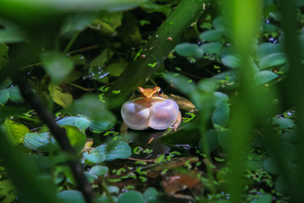 An olive frog (Nidirana adenopleura) with its vocal sac inflated, ready to call. The frog is partially submerged in a pond, surrounded by lush green vegetation. New Taipei City, Taiwan.