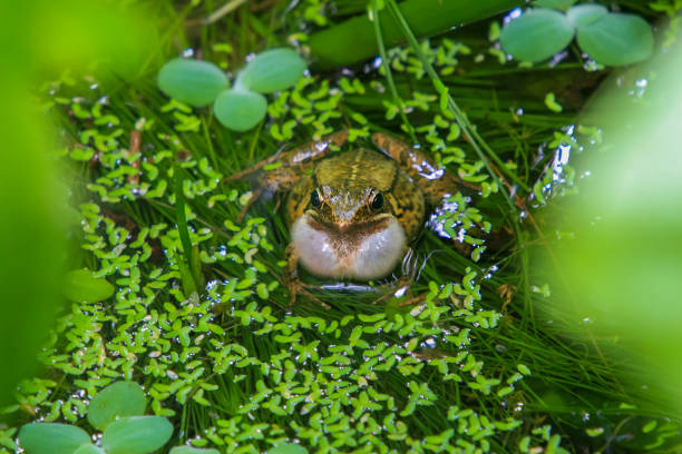 An olive frog (Nidirana adenopleura) with its vocal sac inflated, ready to call. The frog is partially submerged in a pond, surrounded by lush green vegetation. New Taipei City, Taiwan.